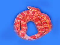 Red Albino Cornsnake Korny